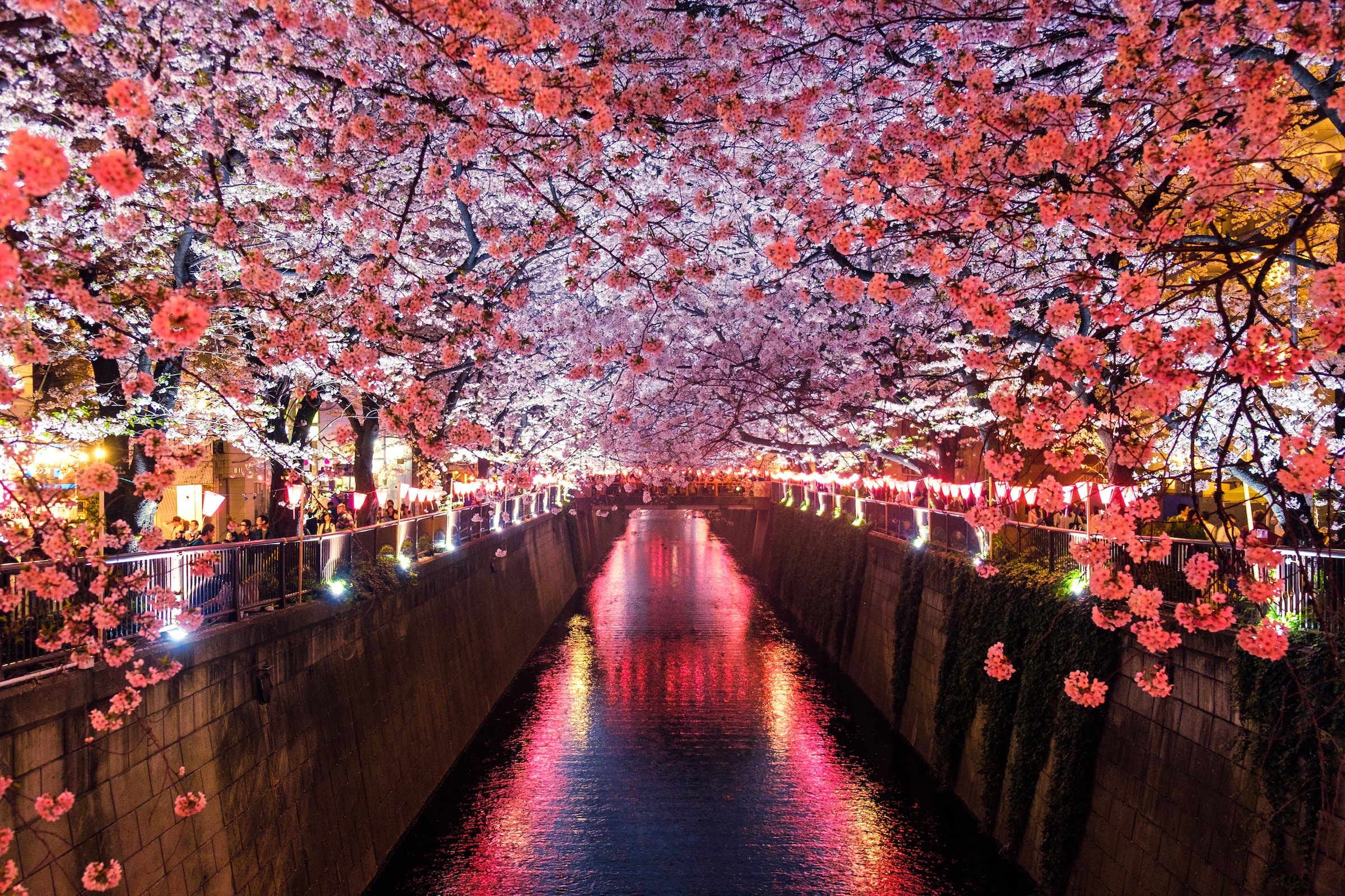 Sakura Hanami Tour 2024 - Sakura Tour